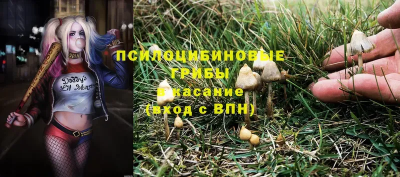 Псилоцибиновые грибы Psilocybe  цены наркотик  ссылка на мегу маркетплейс  Елабуга 